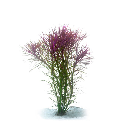 Pogostemon stellata (bunch)
