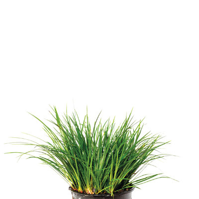 Dwarf rush gold/green