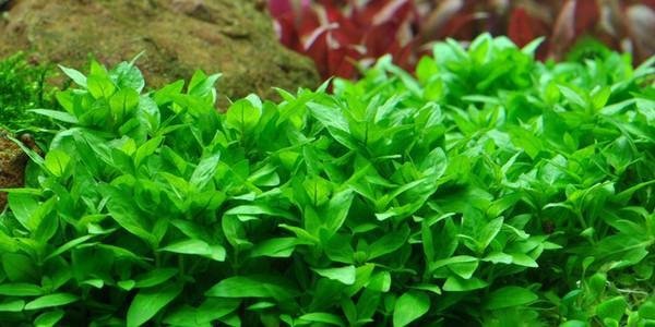 STAUROGYNE REPENS pot