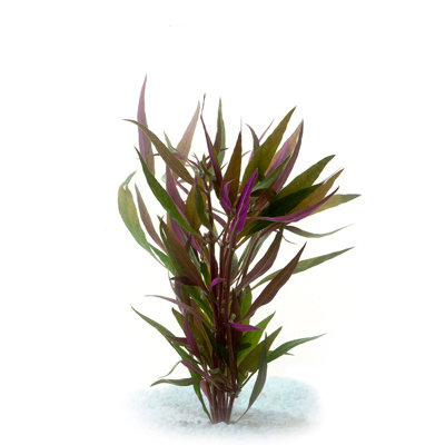 Telanthra (bunch)