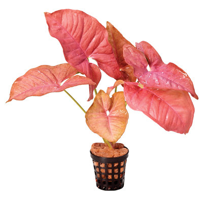 Red borneo sword (pot)