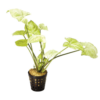White borneo sword (pot)