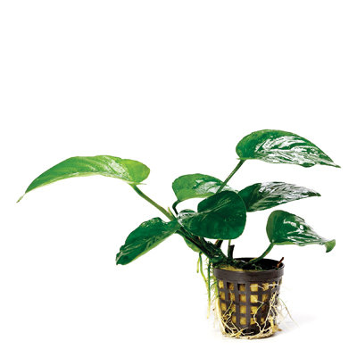 Anubias Assorted (pots/med)