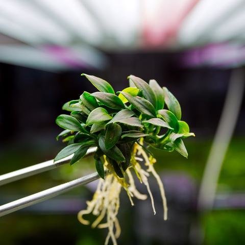 Anubias nana (piece/sml bunch)