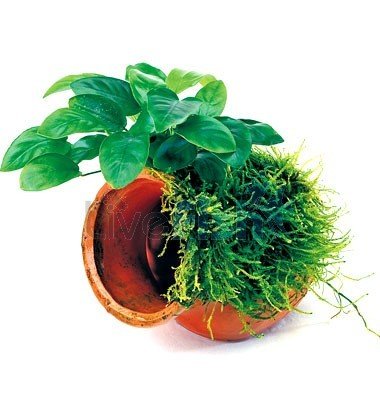 Pots anubias and moss med/lge Click &quot;Buy now&quot; to view sizes.