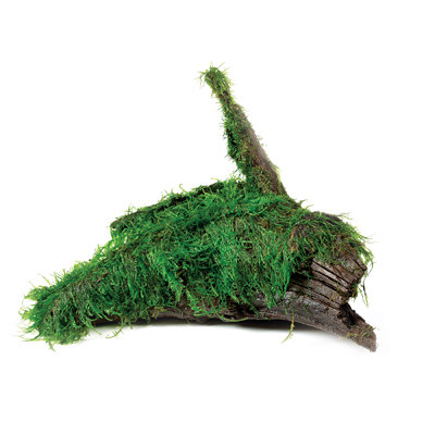 MossWoodsml/med