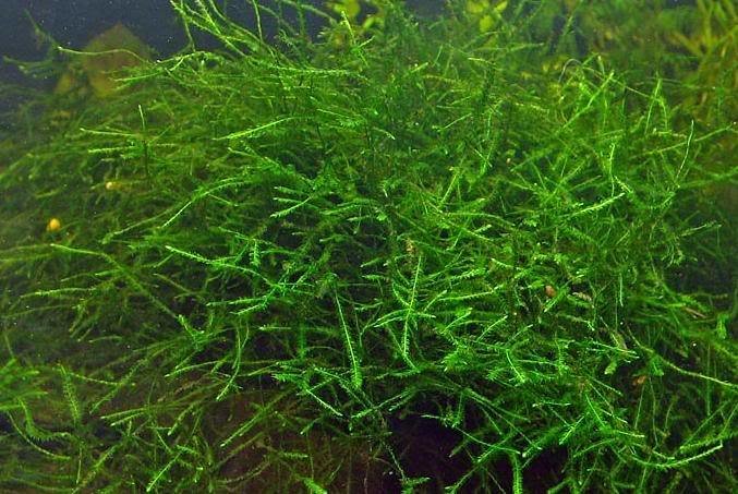 Moss Frontinalis (Breeding moss common) sml