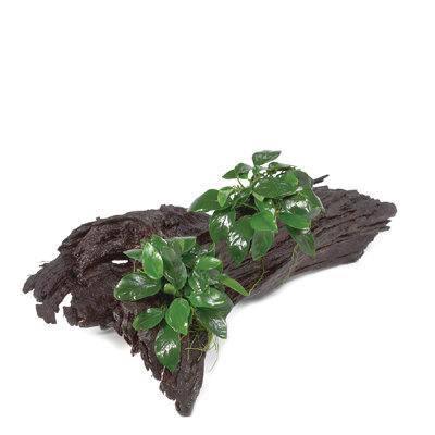 Anubias Double Nana MED