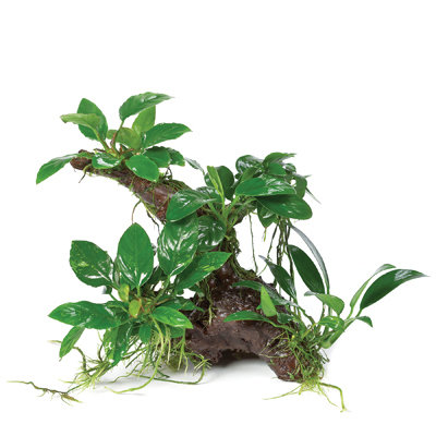Anubia Wood rainforrest Nano MED