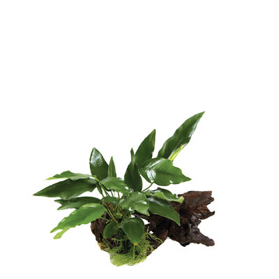 Anubias Wood sml Astd