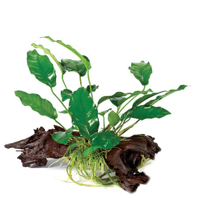 Anubias Wood Emerald Heart LGE