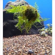 Breeding Moss Ball std size