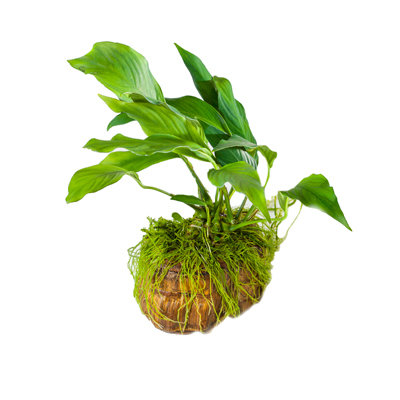 Anubias Natural Stone MED