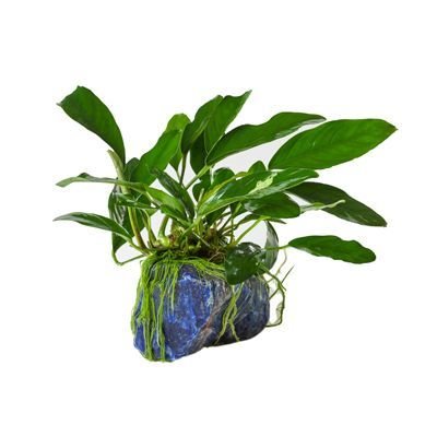 Anubias Blue Stone MED