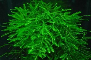 Moss Christmas/