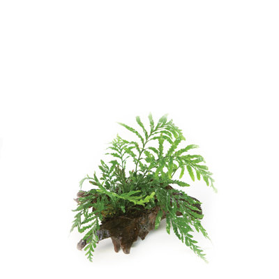 Bolbitus Fern on Wood (MED) &quot;Nice&quot;