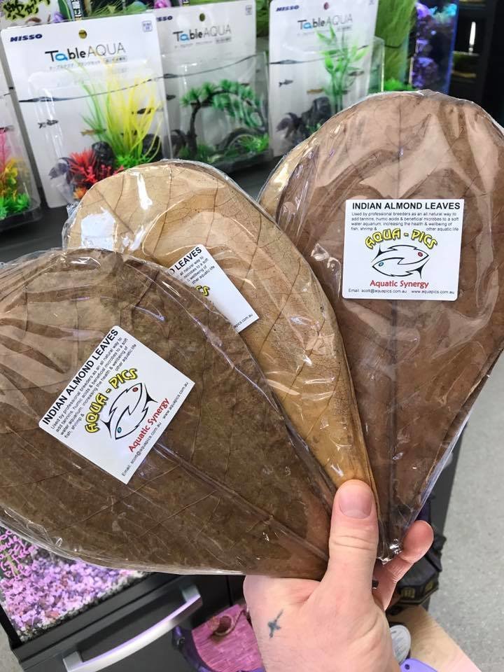 Almond leaves pkt x5
