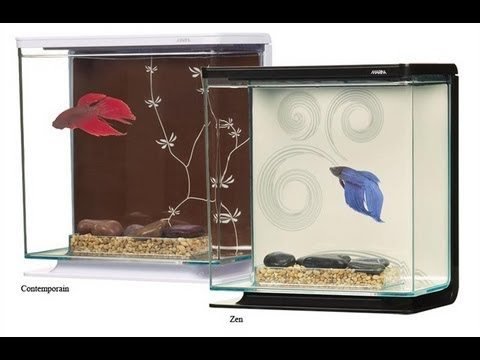 Betta tanks