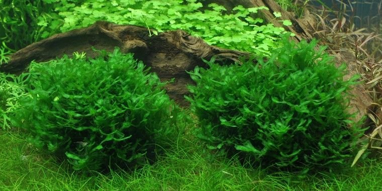 Subwassertang - Freshwater Seaweed