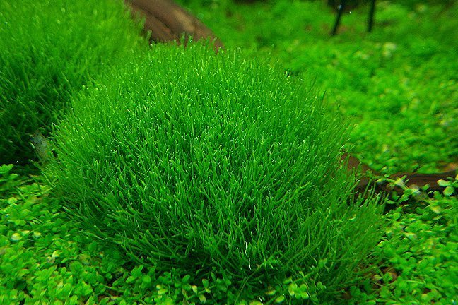Riccia