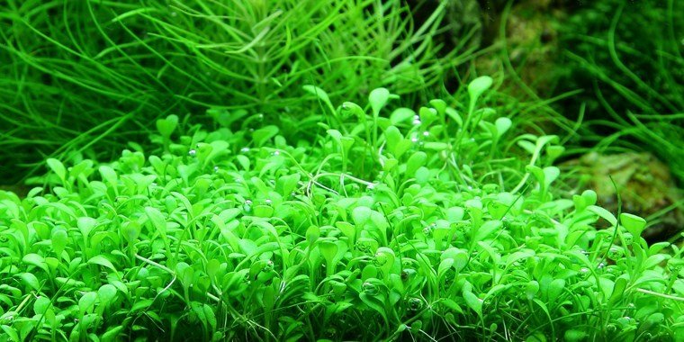 Glossostigma pot