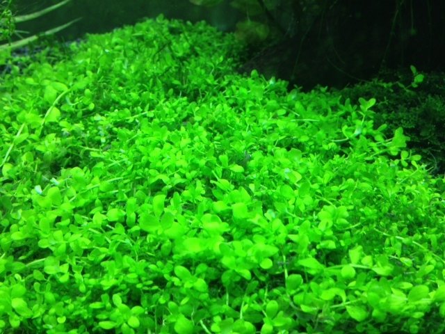 Montecarlo pot
