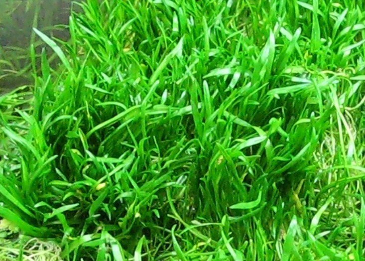 lilaeopsis mat NICE Sml