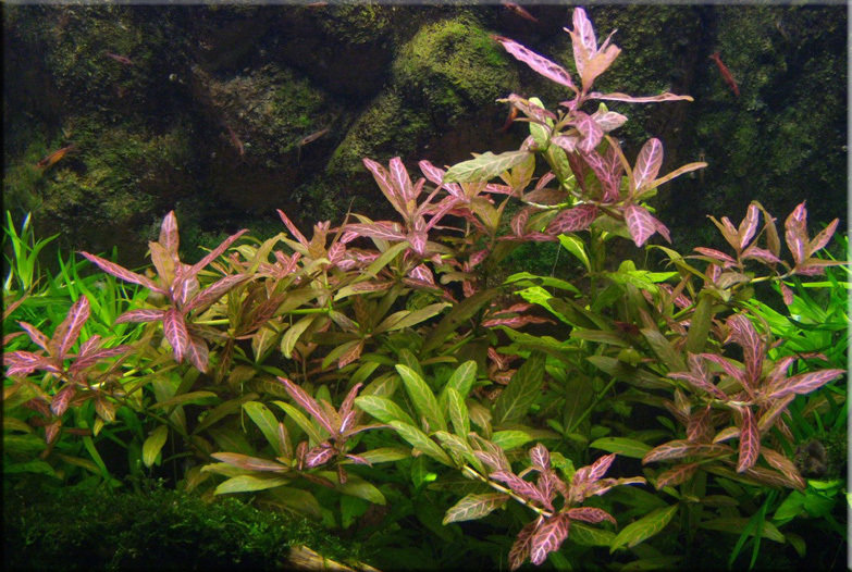 Hygrophilia (bunch)