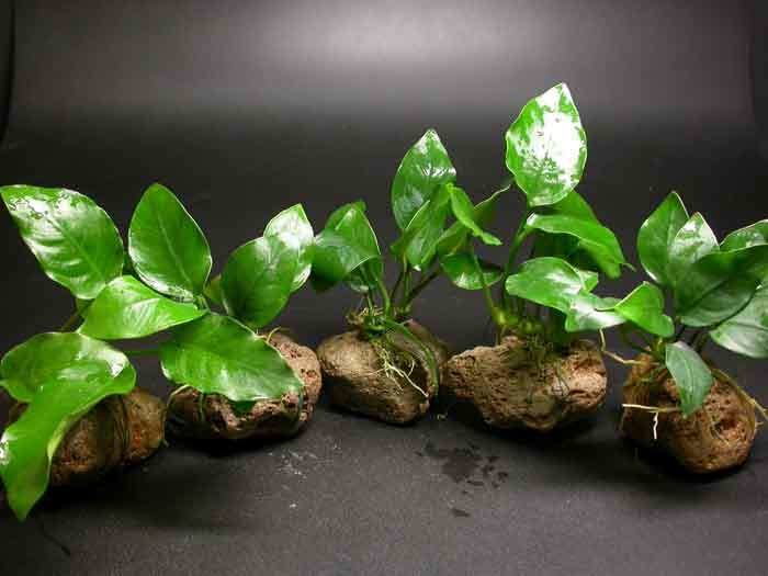 Anubias nana mini rock