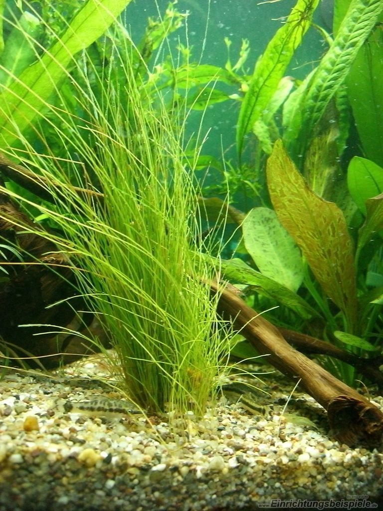 Hair grass bunch
