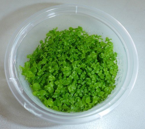 Monte Carlo (Tissue Culture)