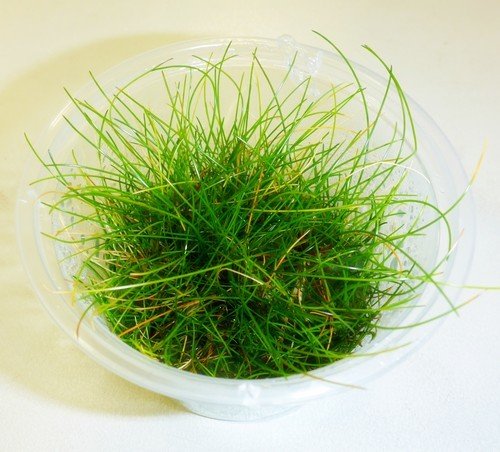 Dwarf Hair Grass (Tissue Culture)