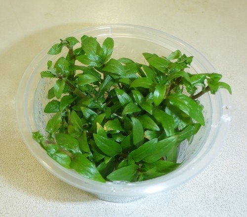 Staurogyne repens (Tissue Culture)