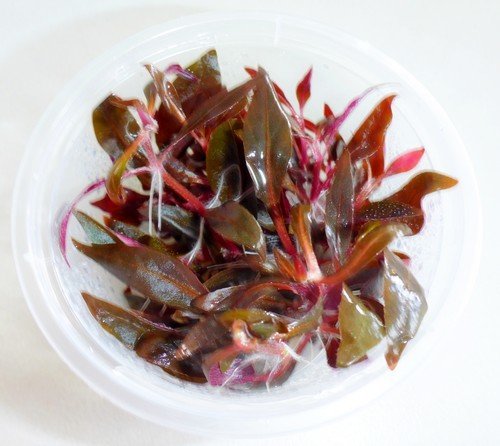 Alternanthera reineckii (Tissue Culture)