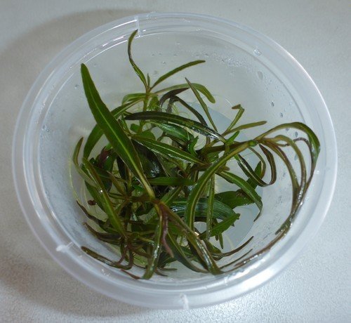 Hygrophila lancea (Tissue Culture)