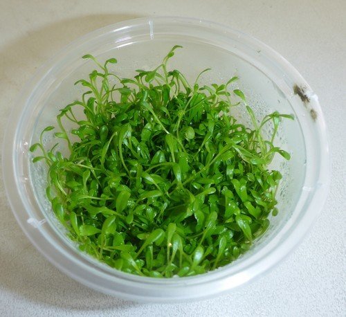 GLOSSOSTIGMA ELATINOIDES (Tissue Culture)