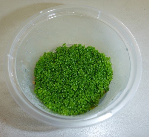 HC Cuba Hemianthus callitrichoides (Tissue Culture)