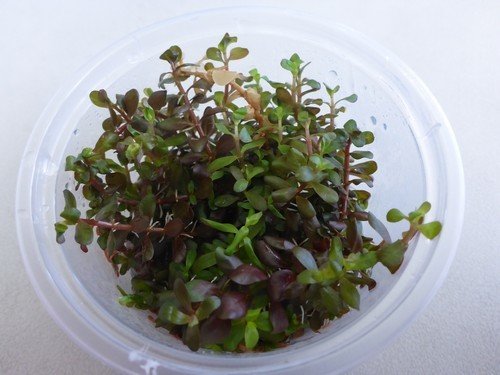 Rotala colorata (Tissue Culture)