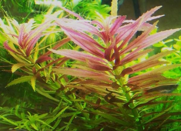 AROMATICA LIMNOPHILIA (bunch)