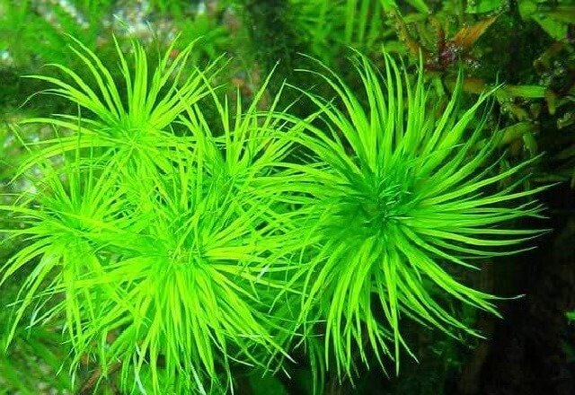 Syngonanthus Manaus (bunch)
