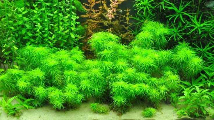 Syngonanthus Balem (bunch)