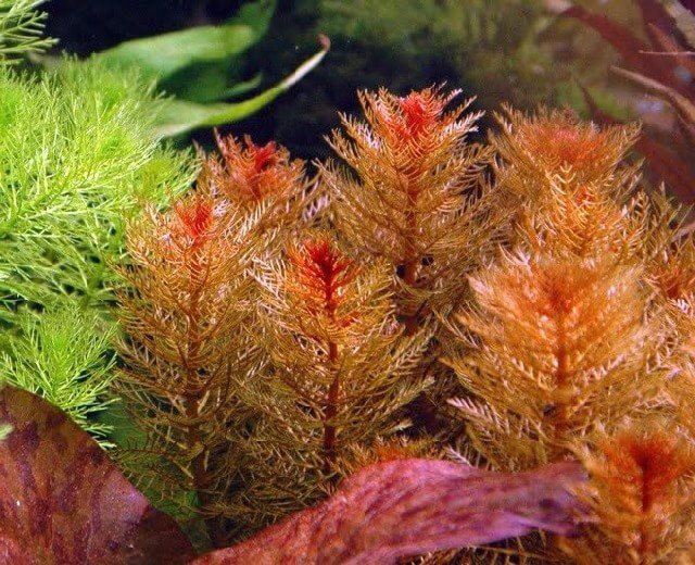 Red milfoil Myriophyllum tuberculatum (per stem)