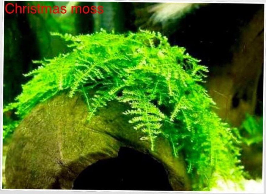 CHRISTMAS MOSS  (VESICULARIA MONTAGNEI)