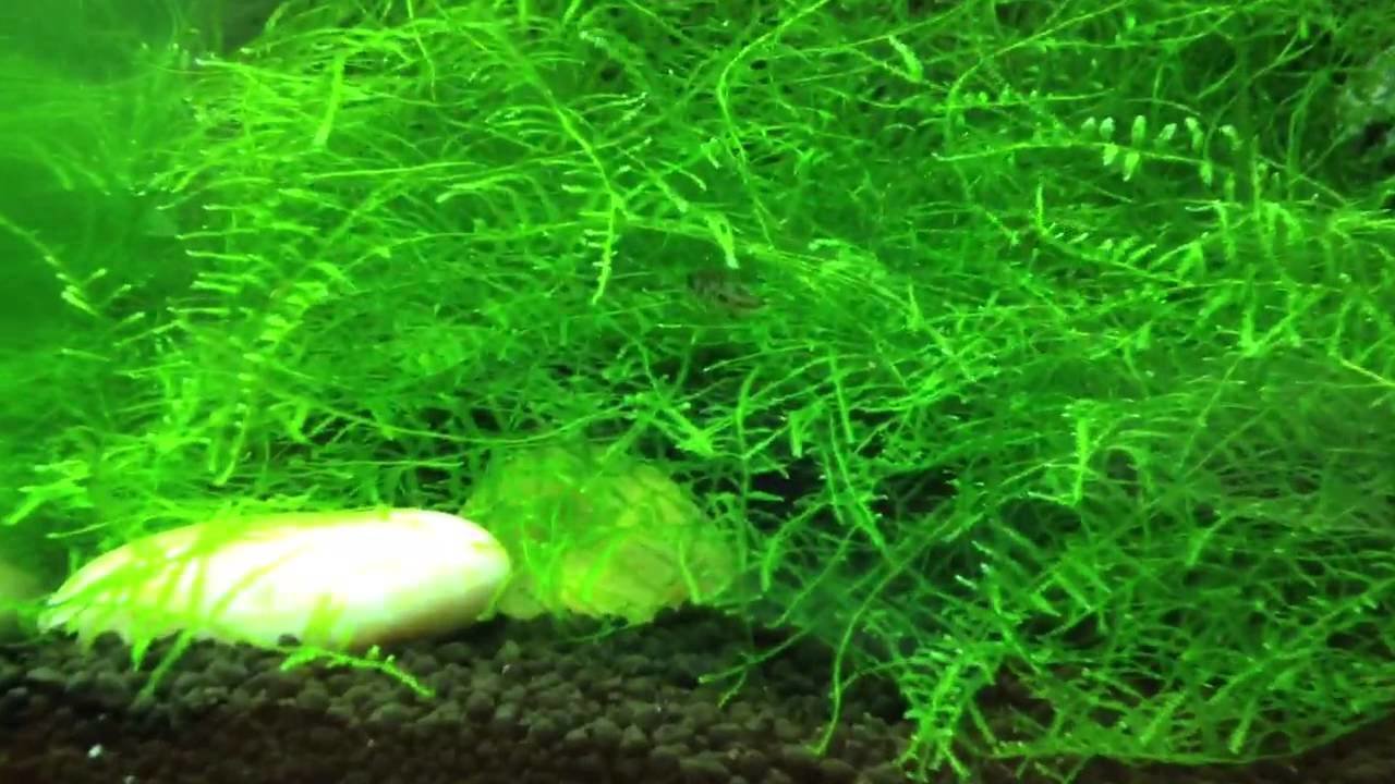 Moss breeding std