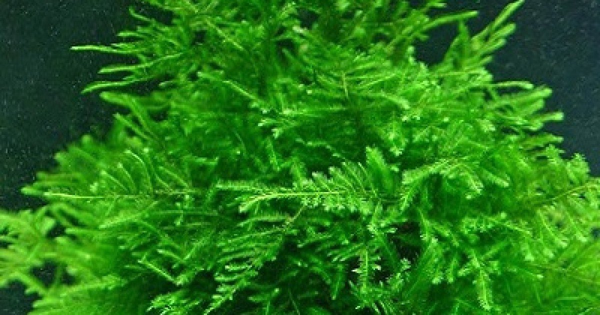 Moss Singapore