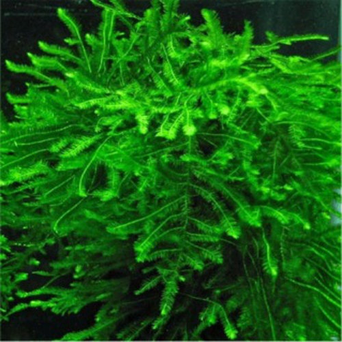 Moss Peacock