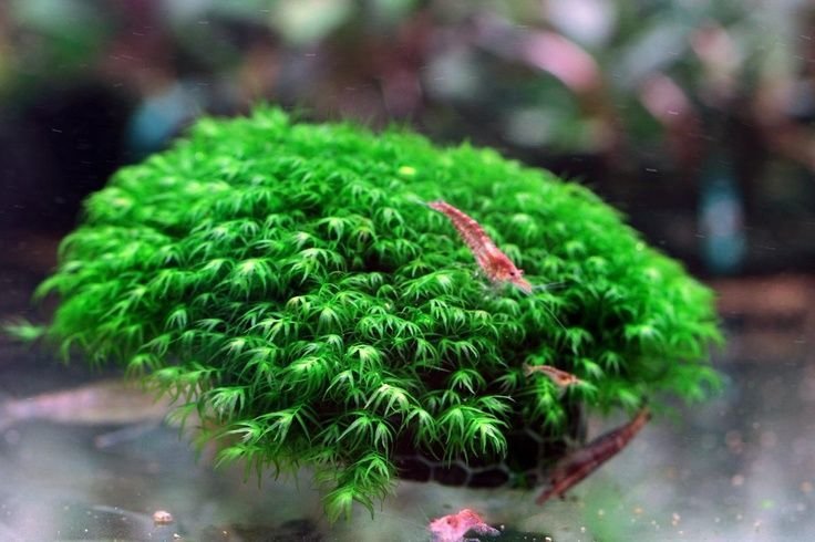 Moss phoenix