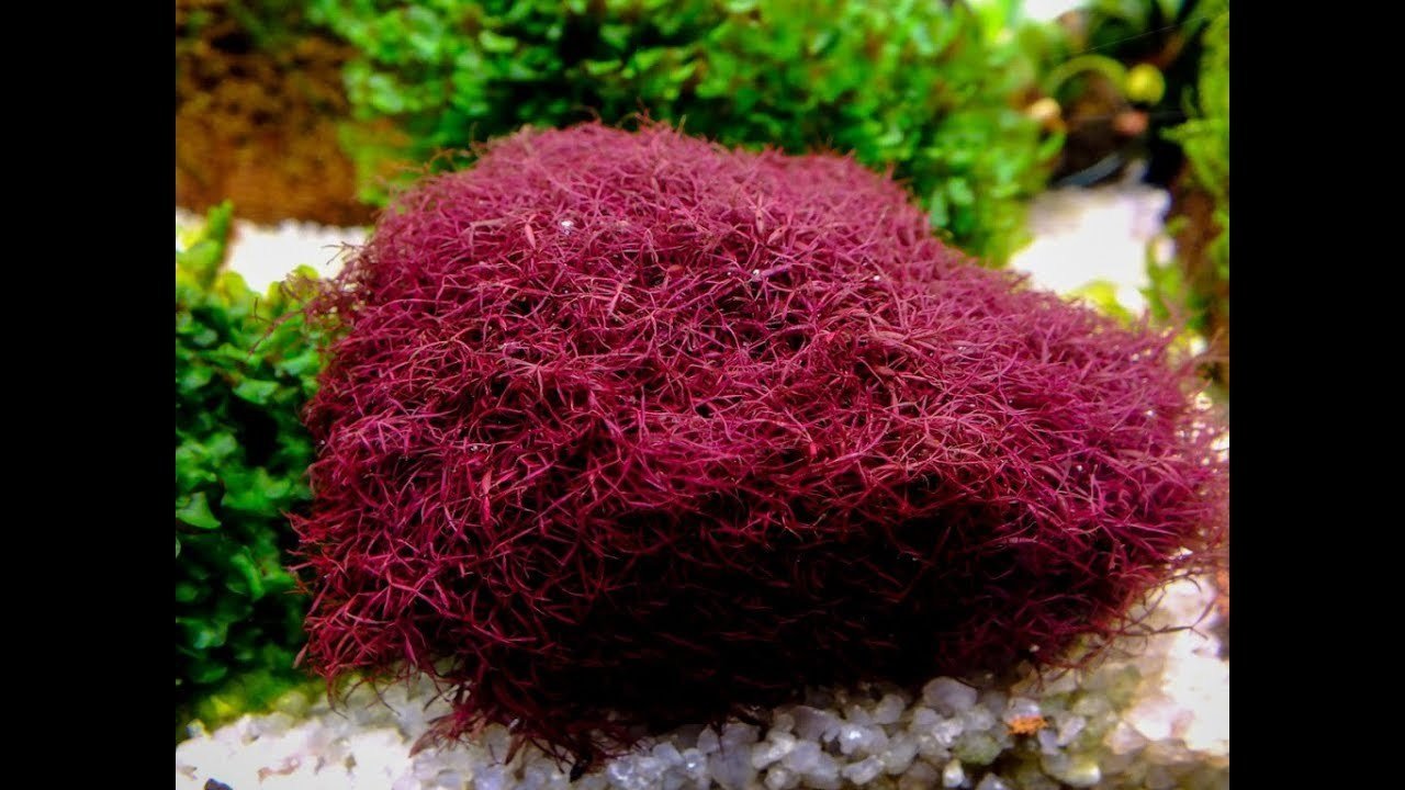 Red moss