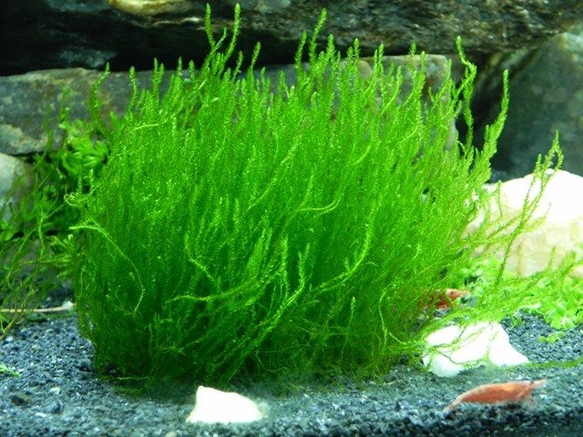 Moss Flame