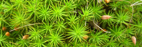 Star Moss